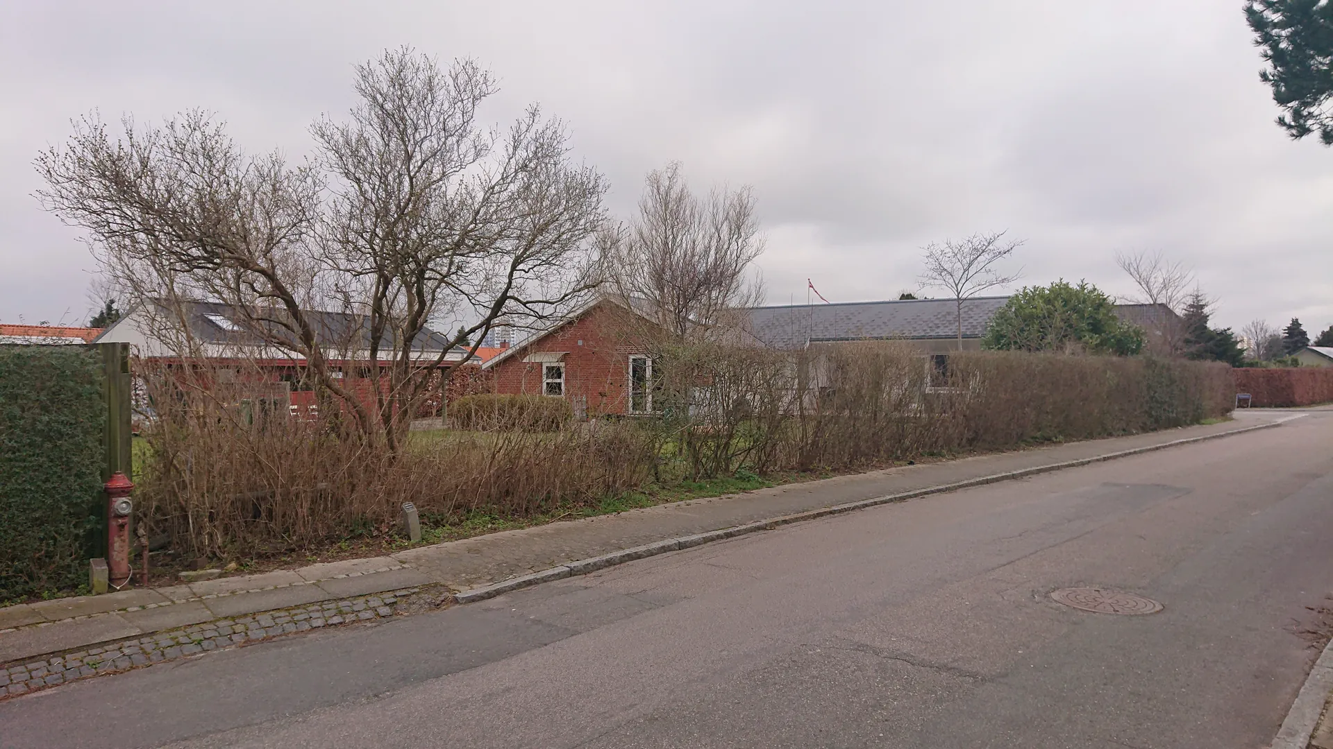 Vejstrækning med gammel bevoksning før arbejdet